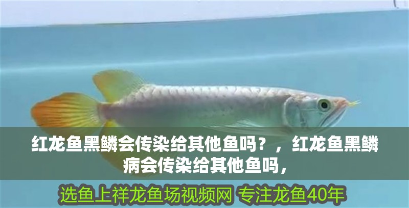 紅龍魚黑鱗會傳染給其他魚嗎？，紅龍魚黑鱗病會傳染給其他魚嗎，