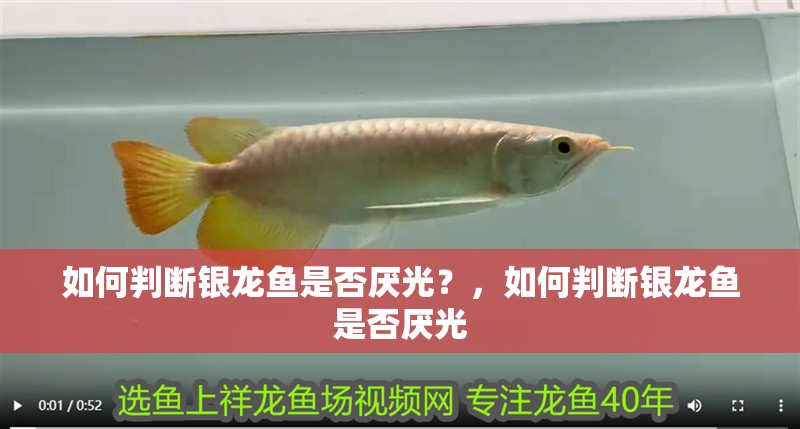 如何判斷銀龍魚是否厭光？，如何判斷銀龍魚是否厭光