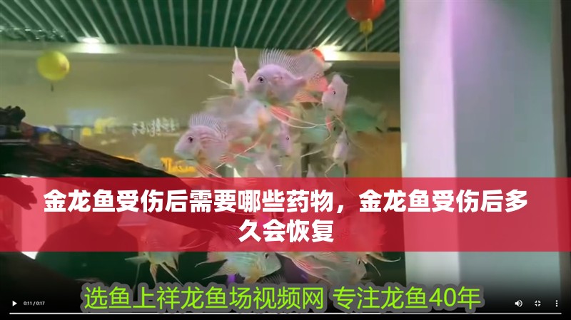 金龍魚受傷后需要哪些藥物，金龍魚受傷后多久會(huì)恢復(fù)