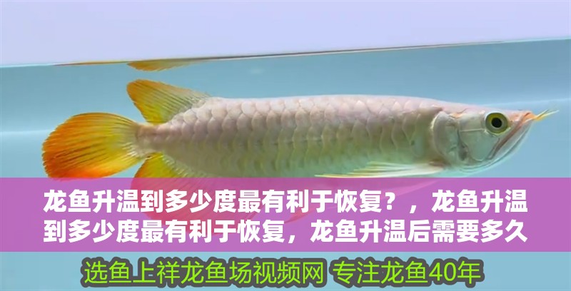 龍魚(yú)升溫到多少度最有利于恢復(fù)？，龍魚(yú)升溫到多少度最有利于恢復(fù)，龍魚(yú)升溫后需要多久恢復(fù)