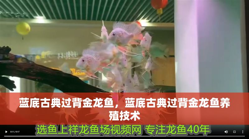 藍底古典過背金龍魚，藍底古典過背金龍魚養殖技術