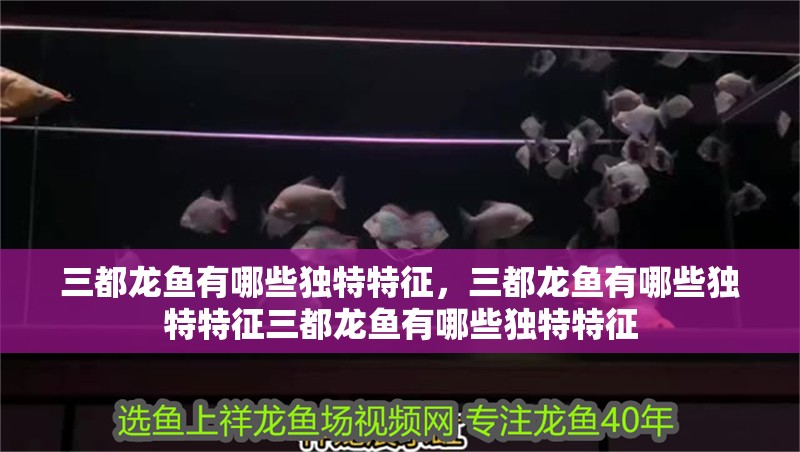 三都龍魚有哪些獨特特征，三都龍魚有哪些獨特特征三都龍魚有哪些獨特特征