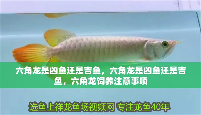 六角龍是兇魚還是吉魚，六角龍是兇魚還是吉魚，六角龍飼養注意事項