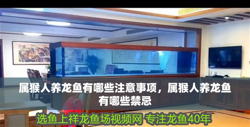 屬猴人養龍魚有哪些注意事項，屬猴人養龍魚有哪些禁忌