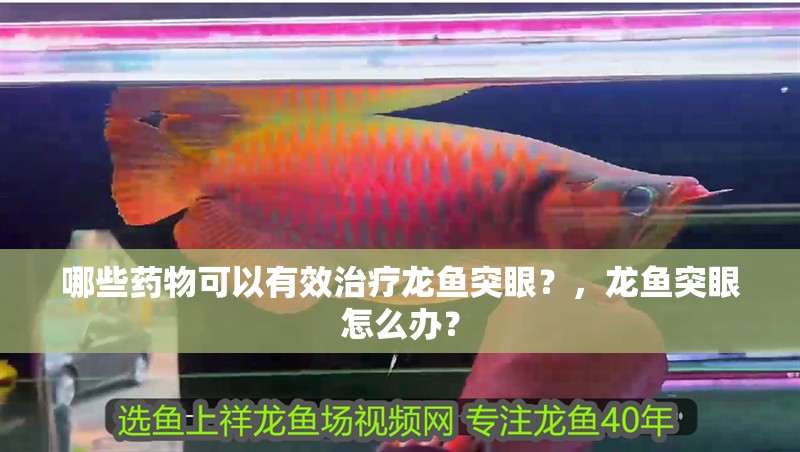 哪些藥物可以有效治療龍魚突眼？，龍魚突眼怎么辦？