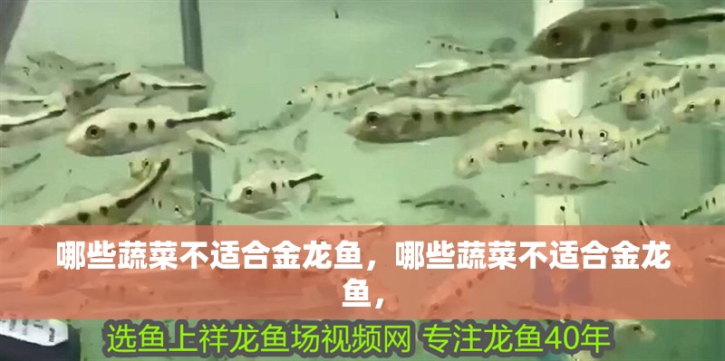 哪些蔬菜不適合金龍魚，哪些蔬菜不適合金龍魚，