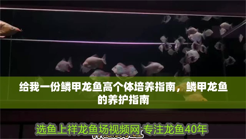 給我一份鱗甲龍魚高個體培養指南，鱗甲龍魚的養護指南