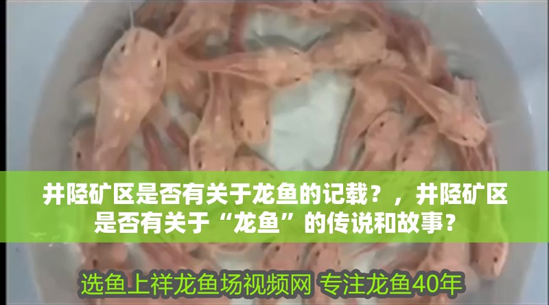 井陘礦區是否有關于龍魚的記載？，井陘礦區是否有關于“龍魚”的傳說和故事？