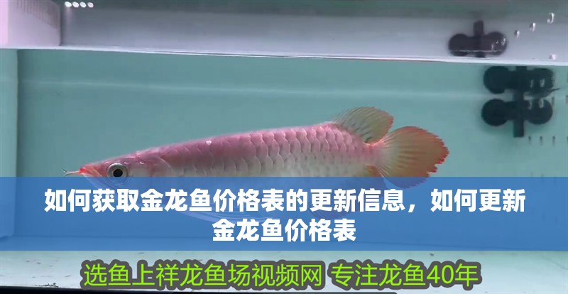 如何獲取金龍魚價(jià)格表的更新信息，如何更新金龍魚價(jià)格表