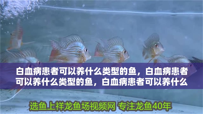 白血病患者可以養什么類型的魚，白血病患者可以養什么類型的魚，白血病患者可以養什么魚