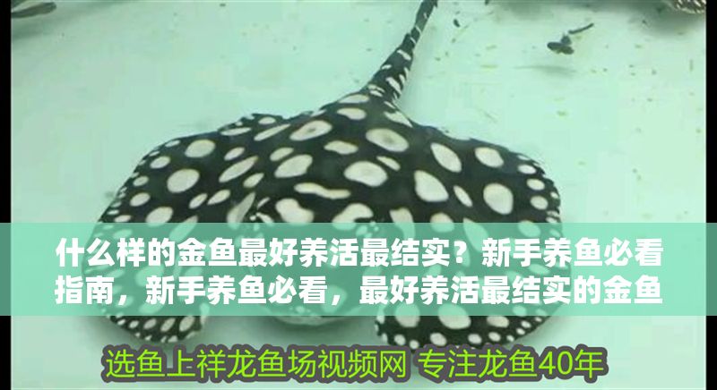 什么樣的金魚最好養活最結實？新手養魚必看指南，新手養魚必看，最好養活最結實的金魚品種推薦