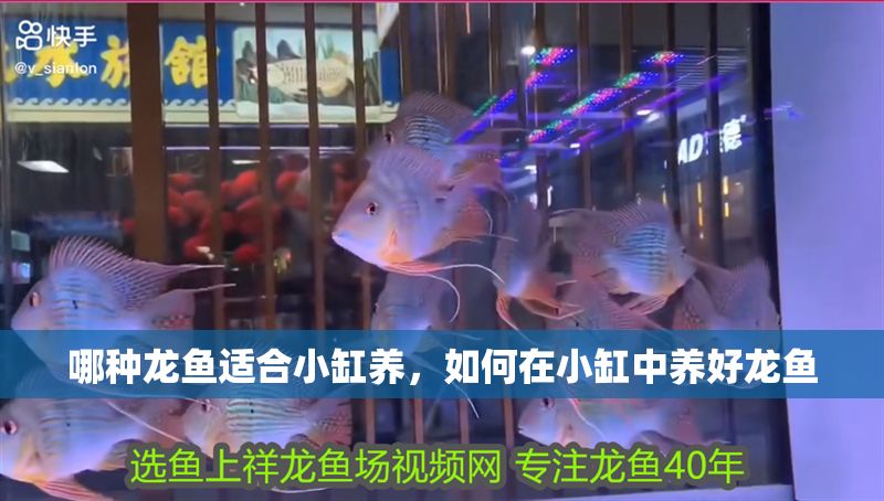 哪種龍魚適合小缸養，如何在小缸中養好龍魚