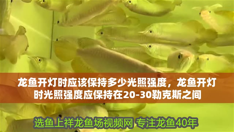 龍魚開燈時應該保持多少光照強度，龍魚開燈時光照強度應保持在20-30勒克斯之間