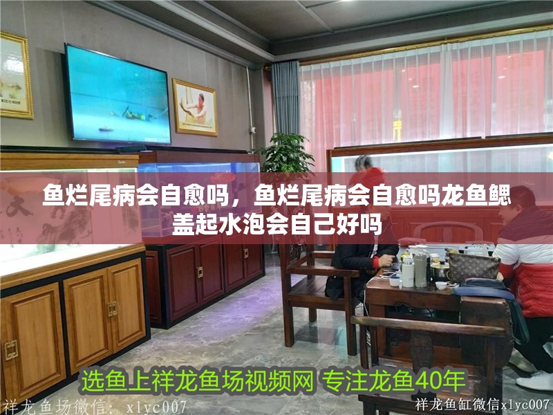 魚(yú)爛尾病會(huì)自愈嗎，魚(yú)爛尾病會(huì)自愈嗎龍魚(yú)鰓蓋起水泡會(huì)自己好嗎