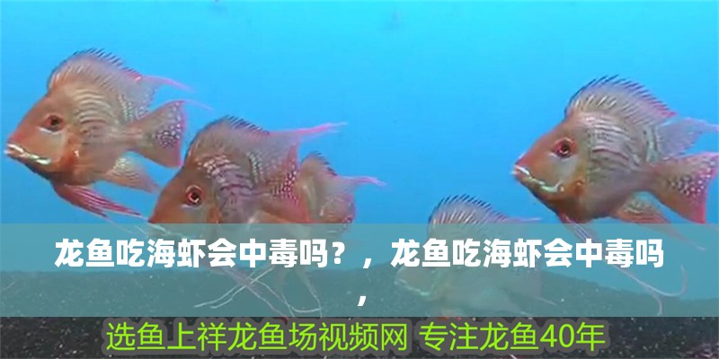 龍魚(yú)吃海蝦會(huì)中毒嗎？，龍魚(yú)吃海蝦會(huì)中毒嗎，