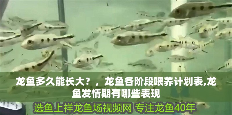 龍魚多久能長大？，龍魚各階段喂養(yǎng)計(jì)劃表,龍魚發(fā)情期有哪些表現(xiàn)