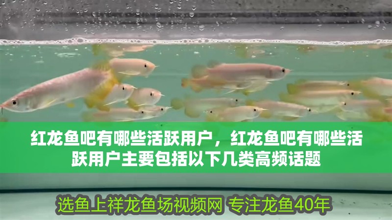 紅龍魚吧有哪些活躍用戶，紅龍魚吧有哪些活躍用戶主要包括以下幾類高頻話題