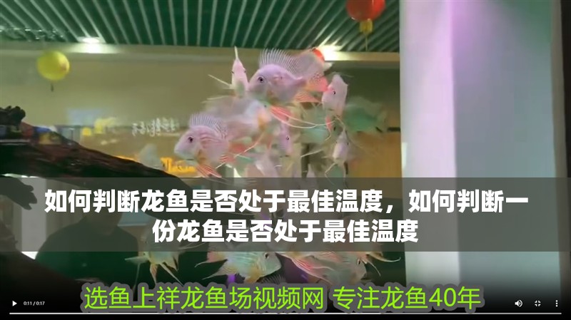如何判斷龍魚是否處于最佳溫度，如何判斷一份龍魚是否處于最佳溫度