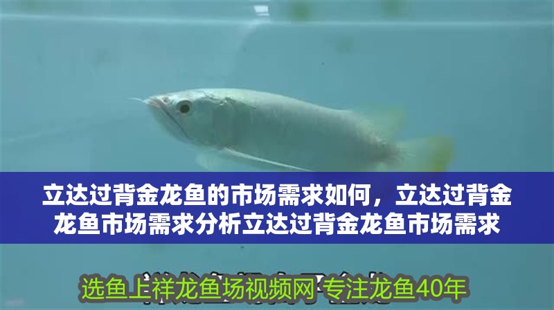 立達(dá)過背金龍魚的市場需求如何，立達(dá)過背金龍魚市場需求分析立達(dá)過背金龍魚市場需求