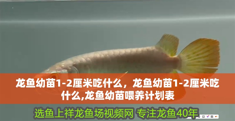 龍魚(yú)幼苗1-2厘米吃什么，龍魚(yú)幼苗1-2厘米吃什么,龍魚(yú)幼苗喂養(yǎng)計(jì)劃表