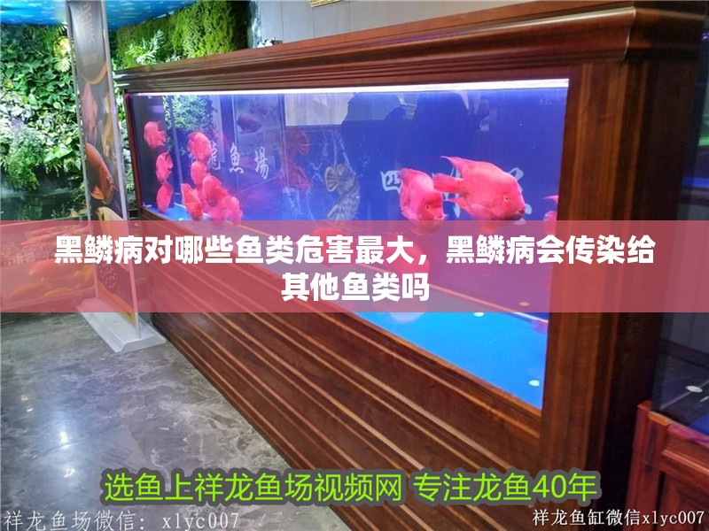 黑鱗病對哪些魚類危害最大，黑鱗病會傳染給其他魚類嗎