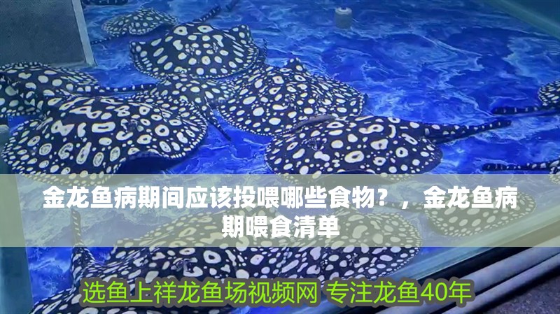 金龍魚病期間應該投喂哪些食物？，金龍魚病期喂食清單