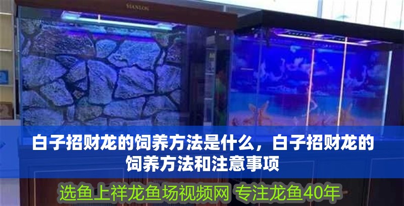 白子招財龍的飼養方法是什么，白子招財龍的飼養方法和注意事項