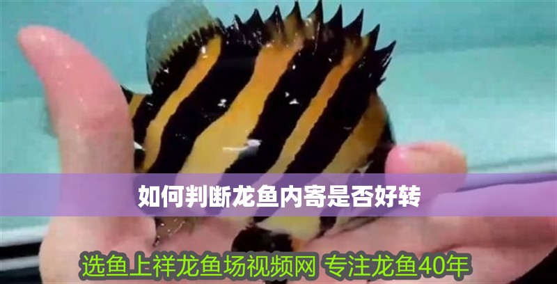 如何判斷龍魚內寄是否好轉