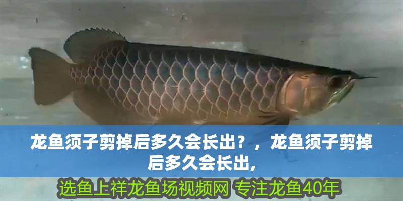 龍魚須子剪掉后多久會長出？，龍魚須子剪掉后多久會長出,