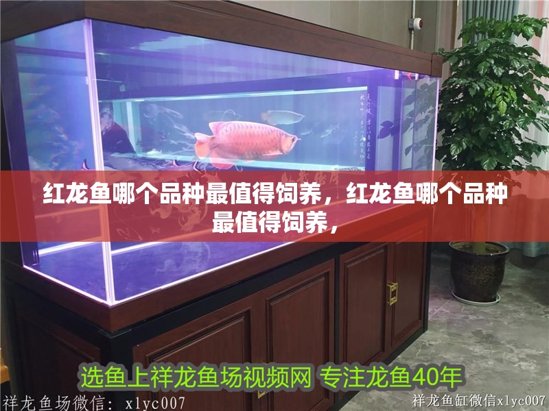 紅龍魚哪個品種最值得飼養，紅龍魚哪個品種最值得飼養，