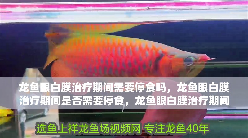 龍魚眼白膜治療期間需要停食嗎，龍魚眼白膜治療期間是否需要停食，龍魚眼白膜治療期間需要停食嗎