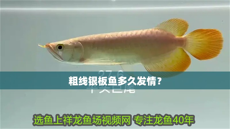 粗線銀板魚多久發情？