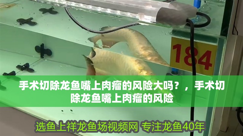 手術切除龍魚嘴上肉瘤的風險大嗎？，手術切除龍魚嘴上肉瘤的風險