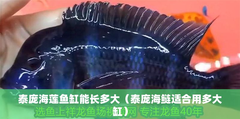 泰龐海蓮魚缸能長多大（泰龐海鰱適合用多大缸）