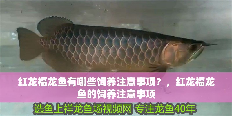 紅龍福龍魚有哪些飼養(yǎng)注意事項(xiàng)？，紅龍福龍魚的飼養(yǎng)注意事項(xiàng)