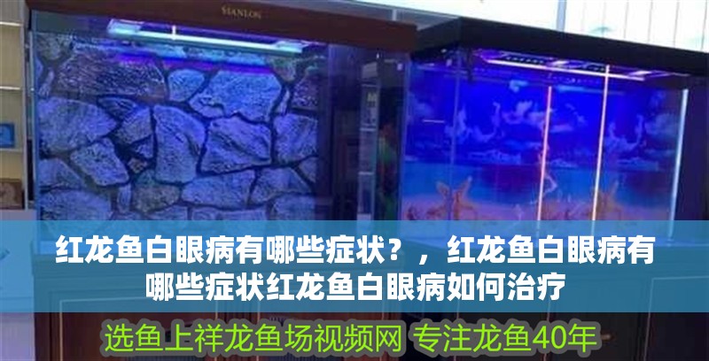 紅龍魚(yú)白眼病有哪些癥狀？，紅龍魚(yú)白眼病有哪些癥狀紅龍魚(yú)白眼病如何治療