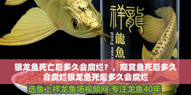 銀龍魚死亡后多久會腐爛？，觀賞魚死后多久會腐爛銀龍魚死后多久會腐爛