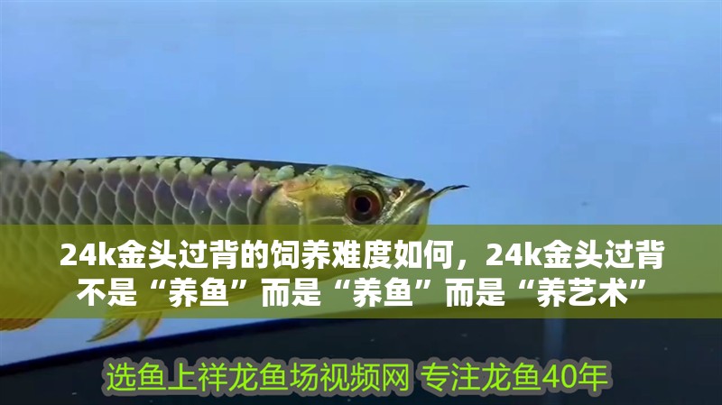 24k金頭過背的飼養(yǎng)難度如何，24k金頭過背不是“養(yǎng)魚”而是“養(yǎng)魚”而是“養(yǎng)藝術(shù)”