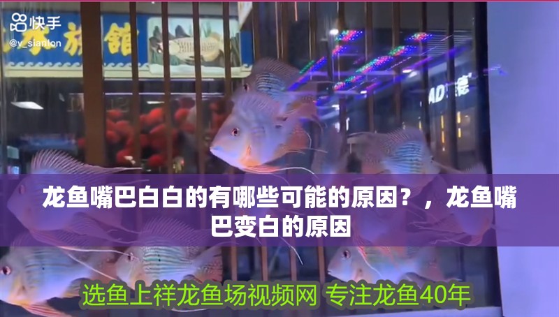 龍魚嘴巴白白的有哪些可能的原因？，龍魚嘴巴變白的原因