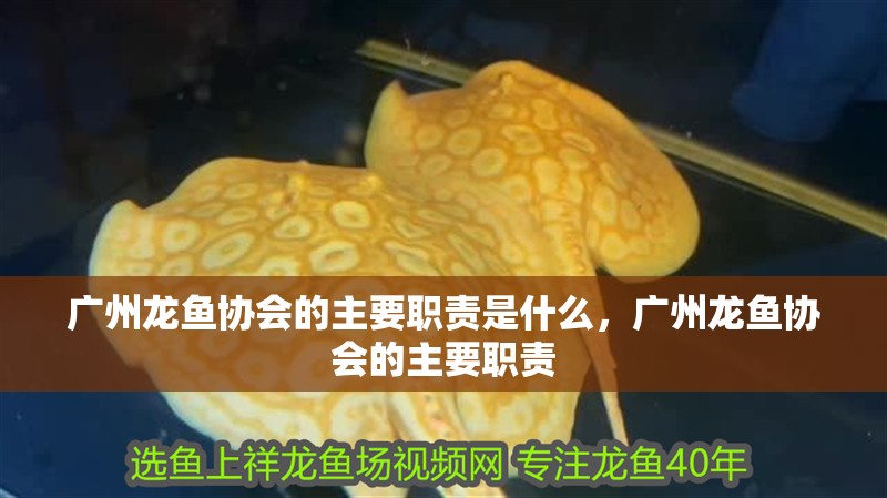 廣州龍魚協(xié)會的主要職責是什么，廣州龍魚協(xié)會的主要職責