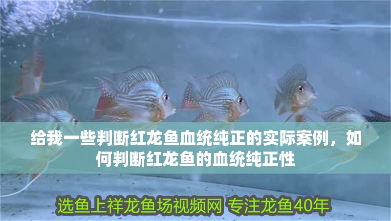 給我一些判斷紅龍魚血統純正的實際案例，如何判斷紅龍魚的血統純正性