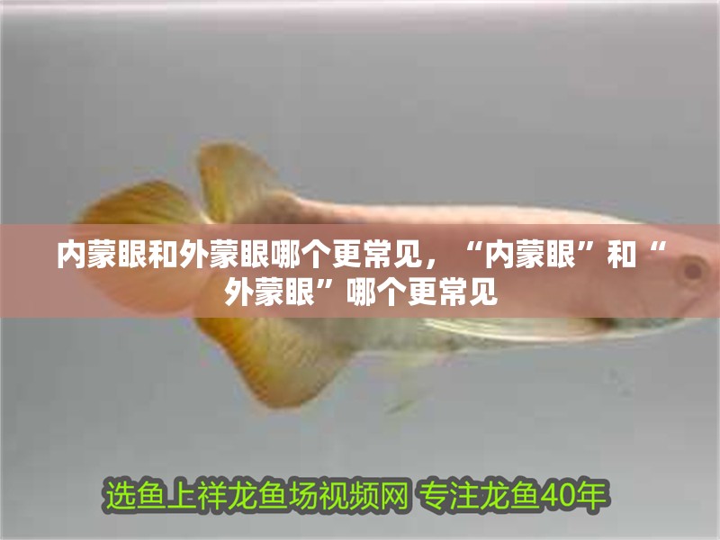 內蒙眼和外蒙眼哪個更常見，“內蒙眼”和“外蒙眼”哪個更常見