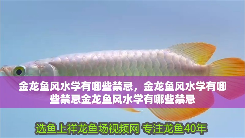 金龍魚風水學有哪些禁忌，金龍魚風水學有哪些禁忌金龍魚風水學有哪些禁忌