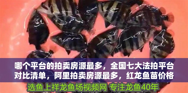哪個平臺的拍賣房源最多，全國七大法拍平臺對比清單，阿里拍賣房源最多，紅龍魚苗價格多少