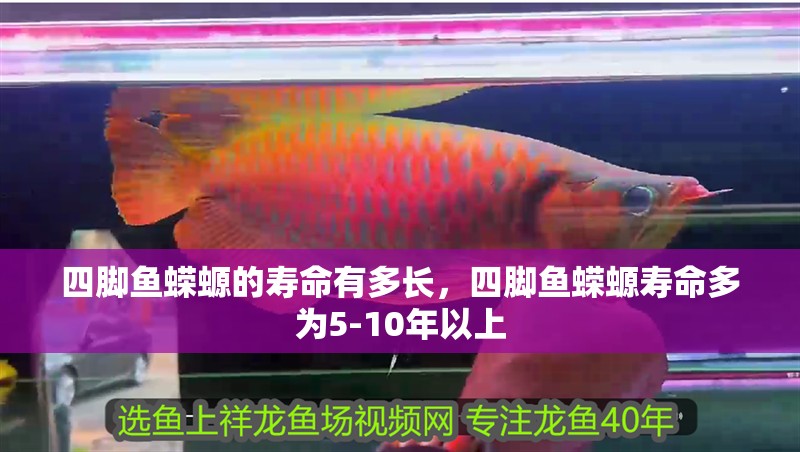 四腳魚蠑螈的壽命有多長，四腳魚蠑螈壽命多為5-10年以上
