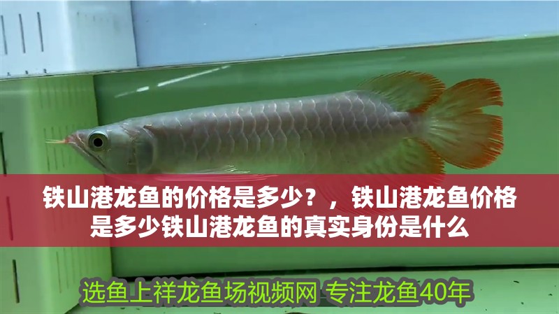 鐵山港龍魚的價格是多少？，鐵山港龍魚價格是多少鐵山港龍魚的真實身份是什么