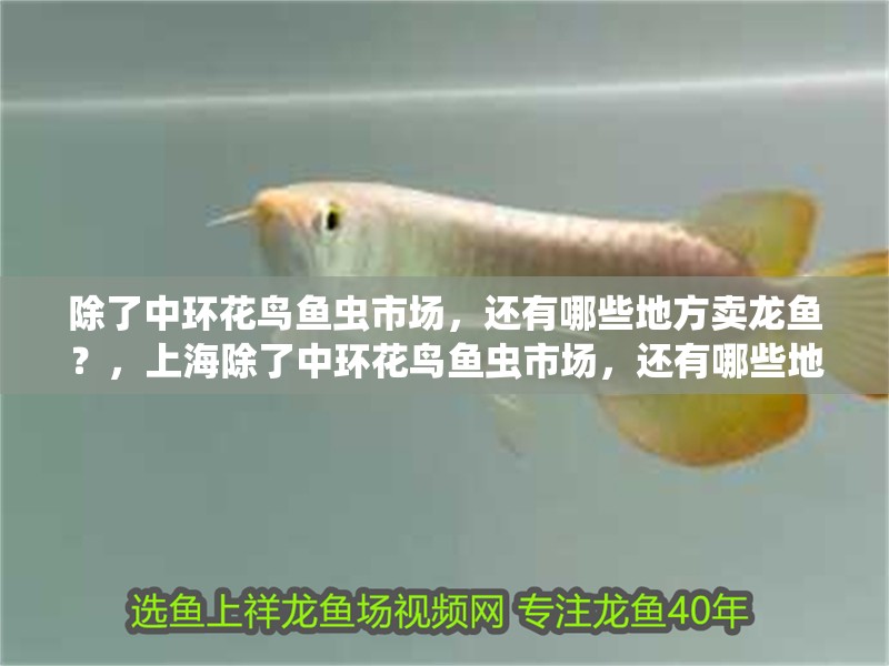 除了中環花鳥魚蟲市場，還有哪些地方賣龍魚？，上海除了中環花鳥魚蟲市場，還有哪些地方可以買到龍魚