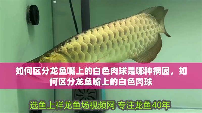 如何區分龍魚嘴上的白色肉球是哪種病因，如何區分龍魚嘴上的白色肉球