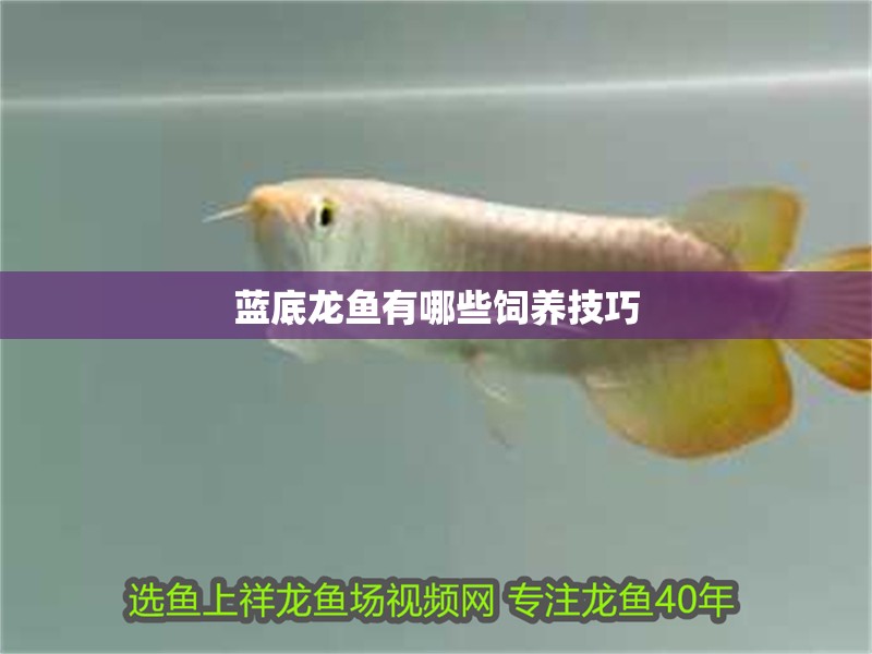 藍底龍魚有哪些飼養技巧