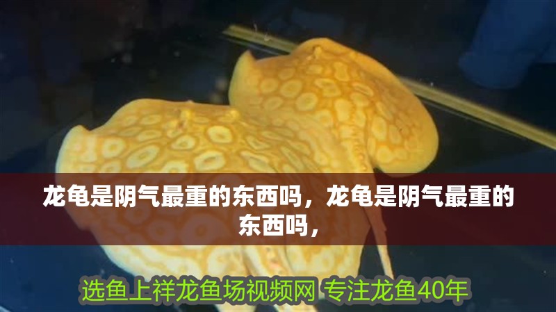 龍龜是陰氣最重的東西嗎，龍龜是陰氣最重的東西嗎，